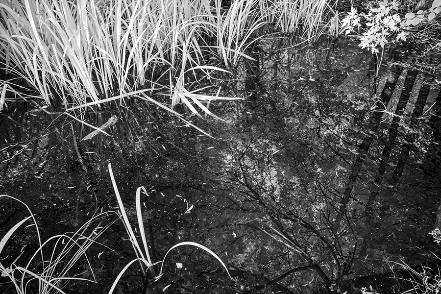 Still Water with Plants, and Trees Reflected in the Surface.